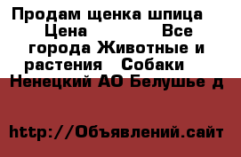 Продам щенка шпица.  › Цена ­ 15 000 - Все города Животные и растения » Собаки   . Ненецкий АО,Белушье д.